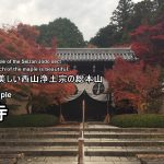 京都のお寺「光明寺」：京都・紅葉の穴場を訪ねてみる