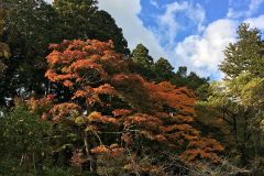 chojuji-cr-06_s