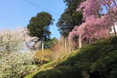 ishiyamadera-cb-11_s