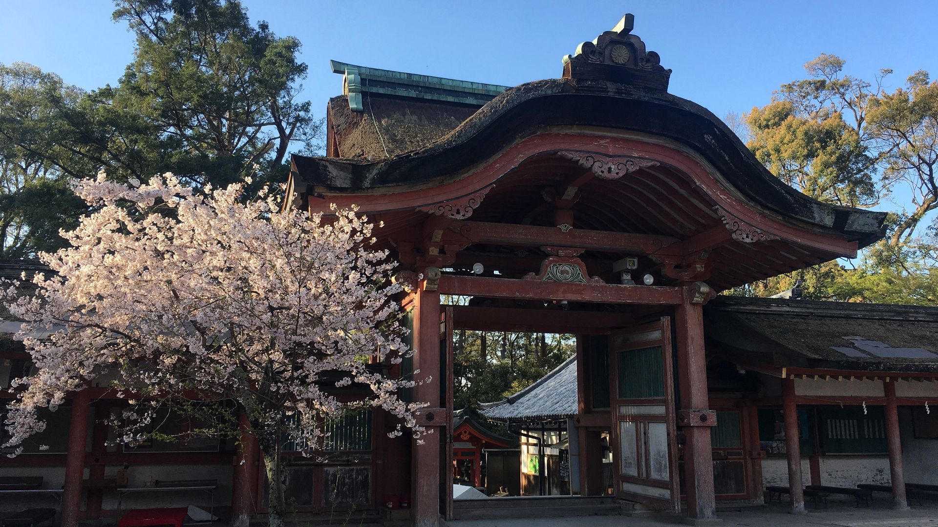 石清水八幡宮の桜2/10