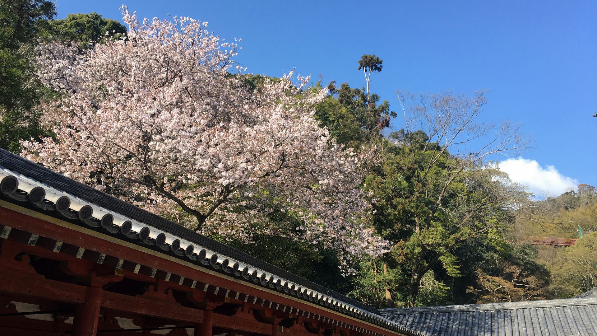 石清水八幡宮の桜3/10