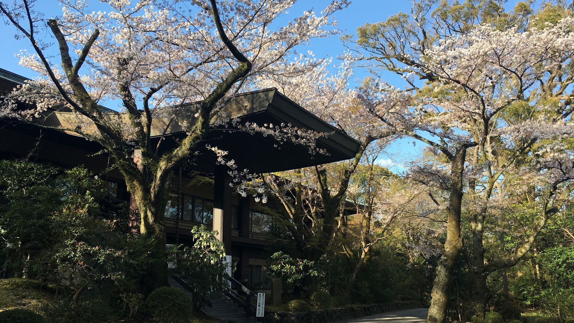 石清水八幡宮の桜4/10