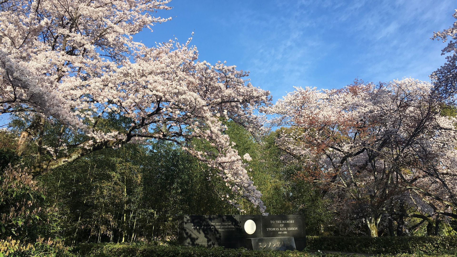石清水八幡宮の桜6/10