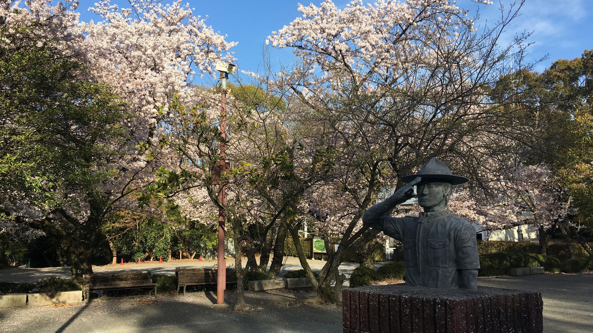 石清水八幡宮の桜7/10