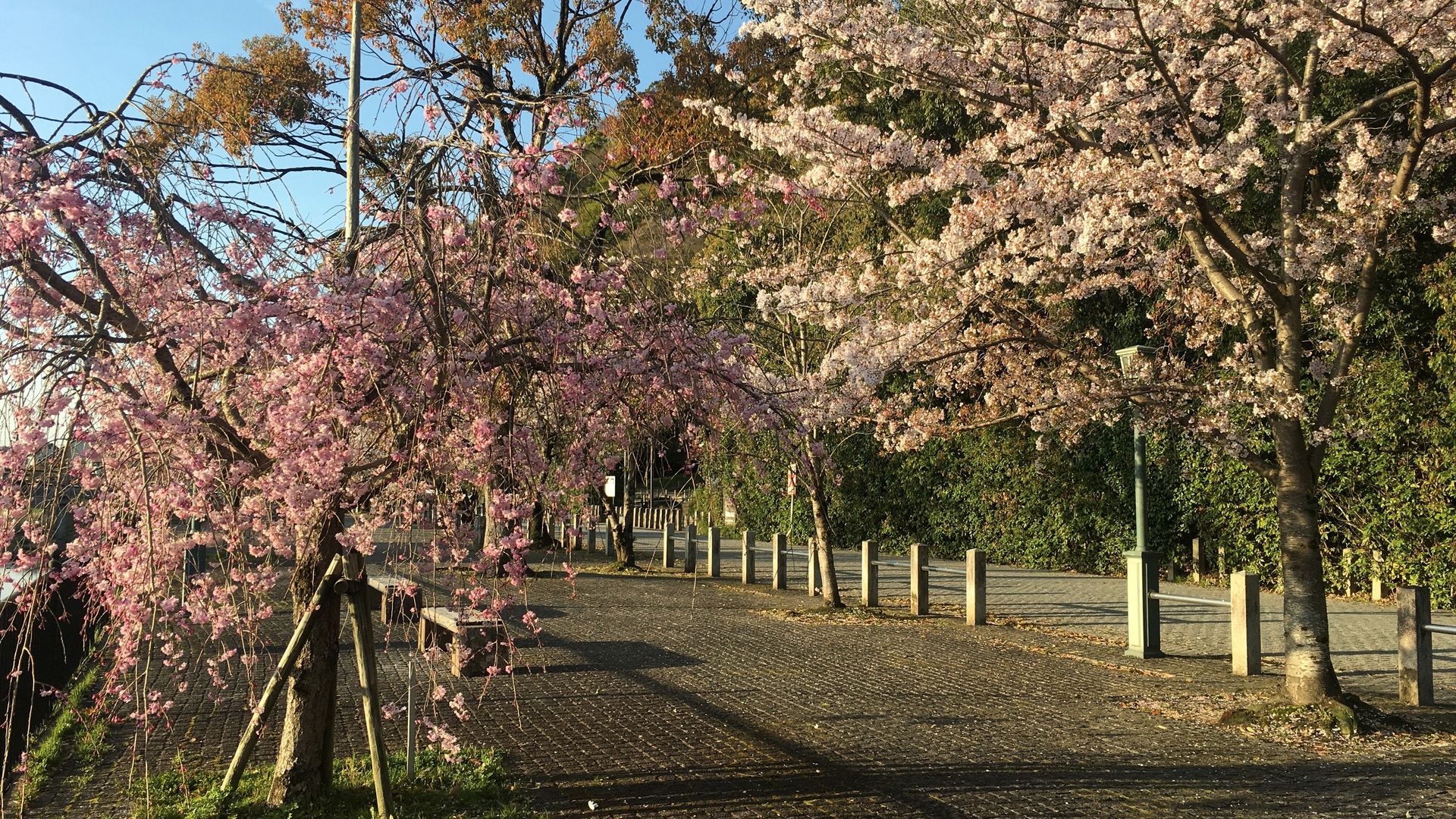 石清水八幡宮の桜8/10
