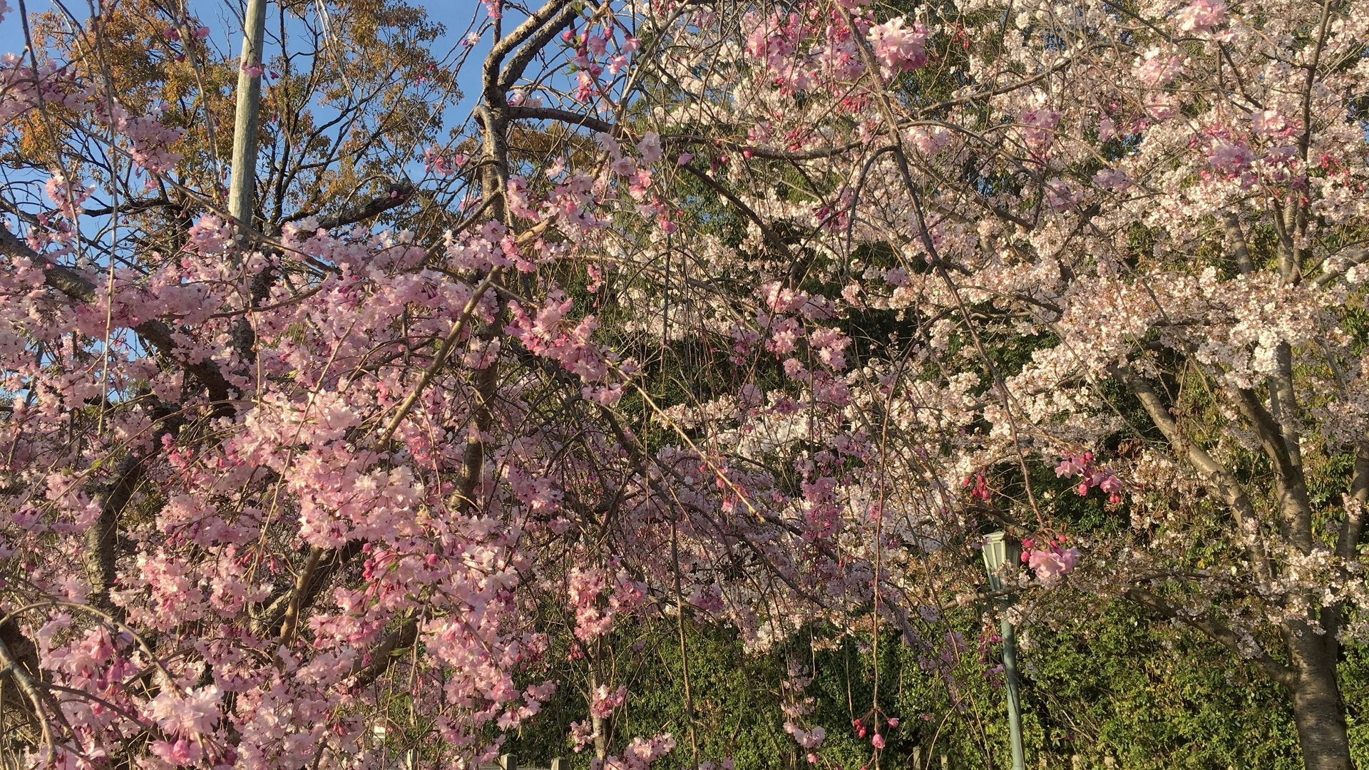石清水八幡宮の桜9/10