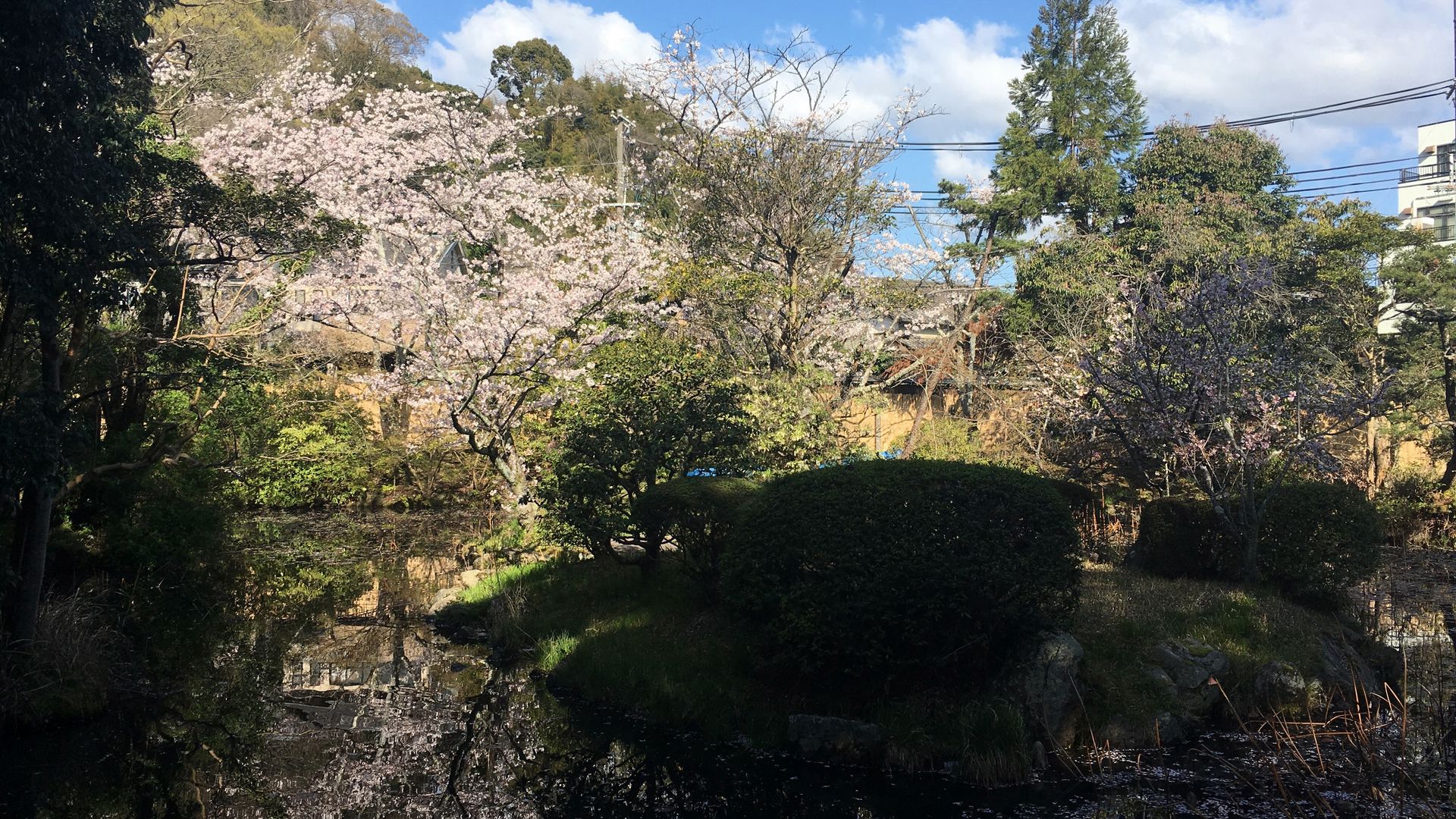 石清水八幡宮の桜10/10