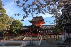 石清水八幡宮の桜1/10