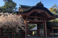 石清水八幡宮の桜2/10