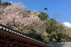 石清水八幡宮の桜3/10