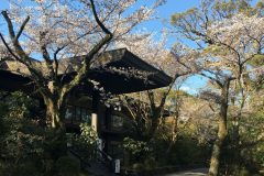 石清水八幡宮の桜4/10