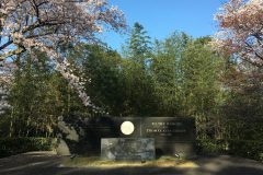 石清水八幡宮の桜5/10