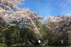 石清水八幡宮の桜6/10