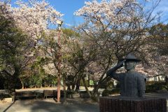 石清水八幡宮の桜7/10
