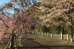 石清水八幡宮の桜8/10