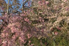 石清水八幡宮の桜9/10