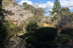 石清水八幡宮の桜10/10