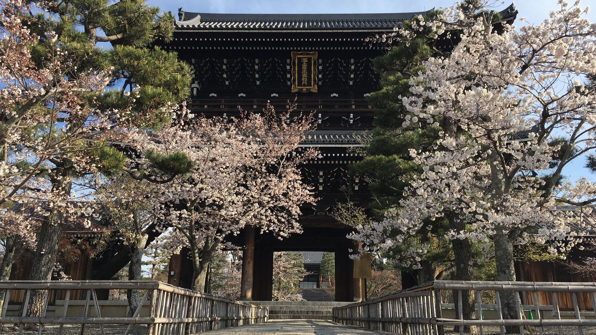 金戒光明寺の桜０１