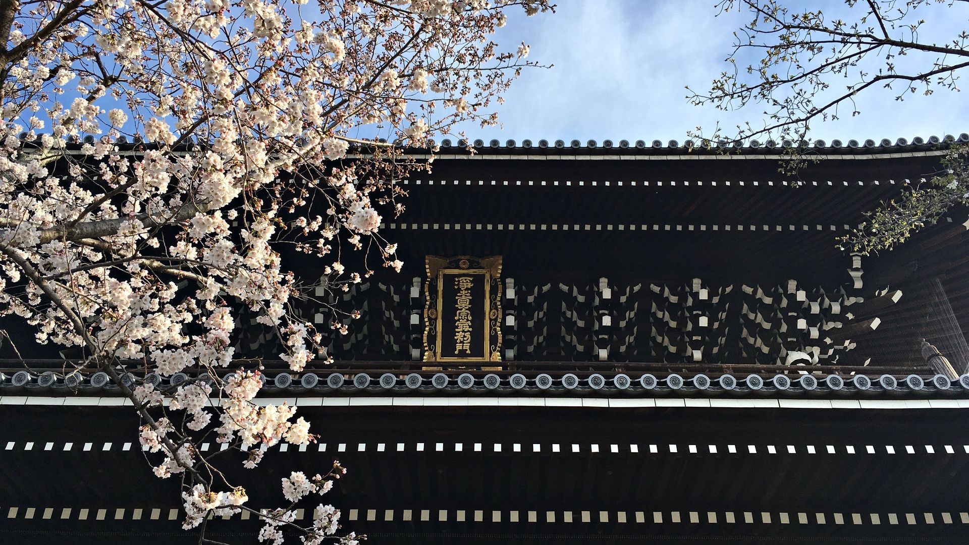 金戒光明寺の桜０２