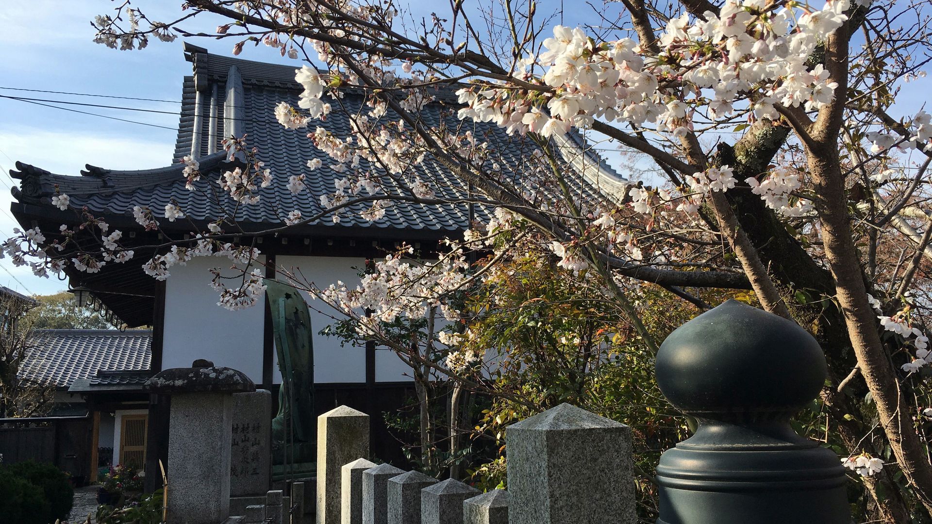 金戒光明寺の桜１０