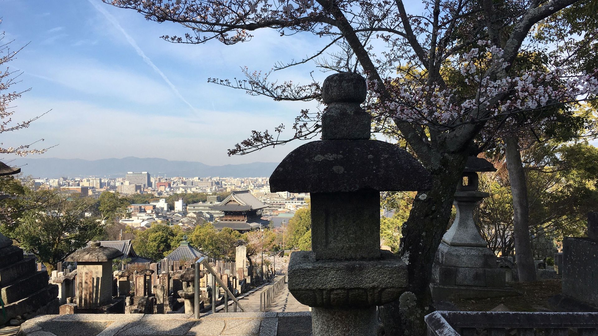 金戒光明寺の桜１２