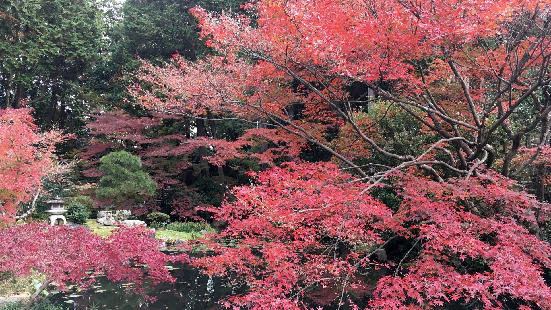 金戒光明寺の紅葉１６
