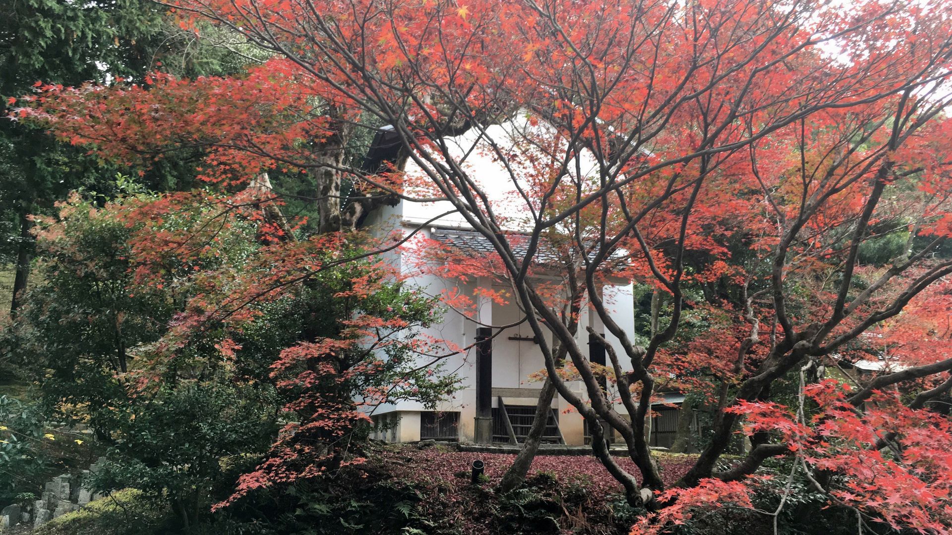 金戒光明寺の紅葉１７