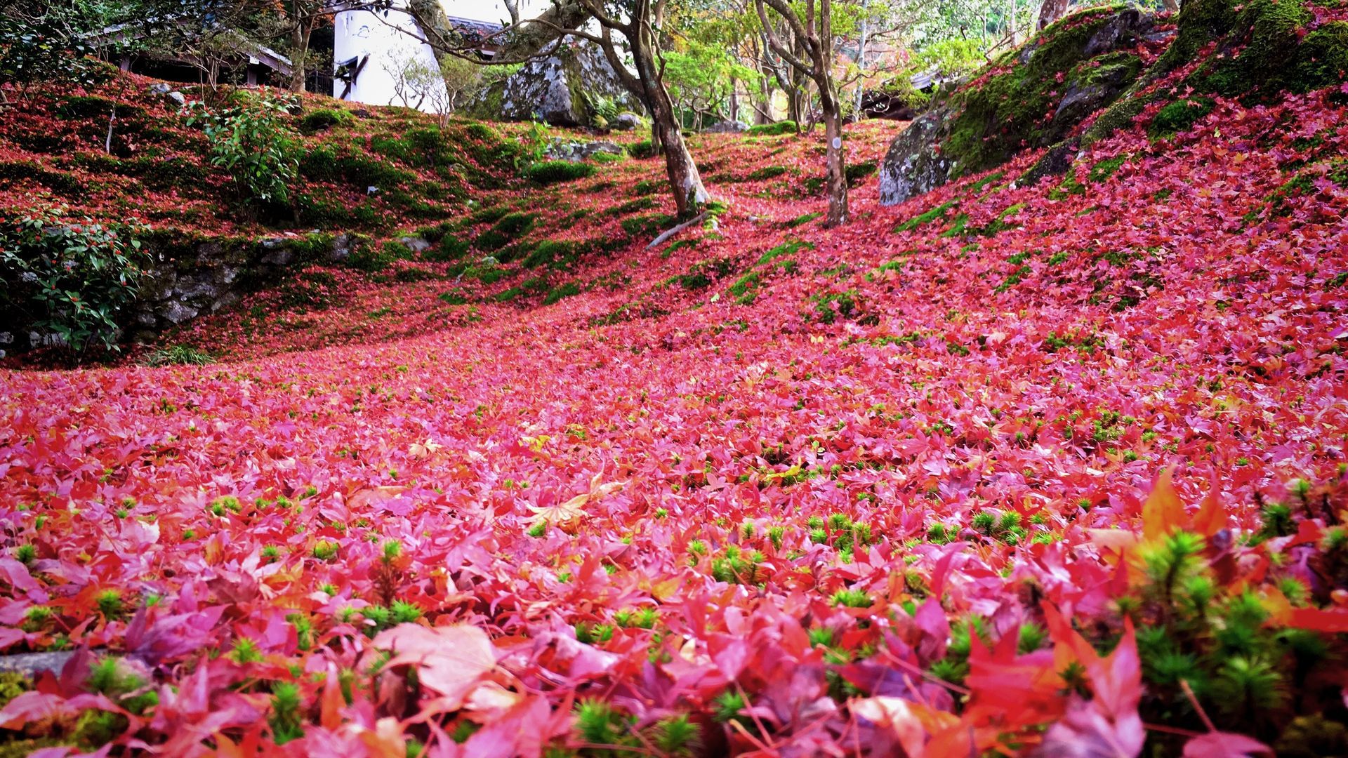 霊鑑寺の紅葉０１