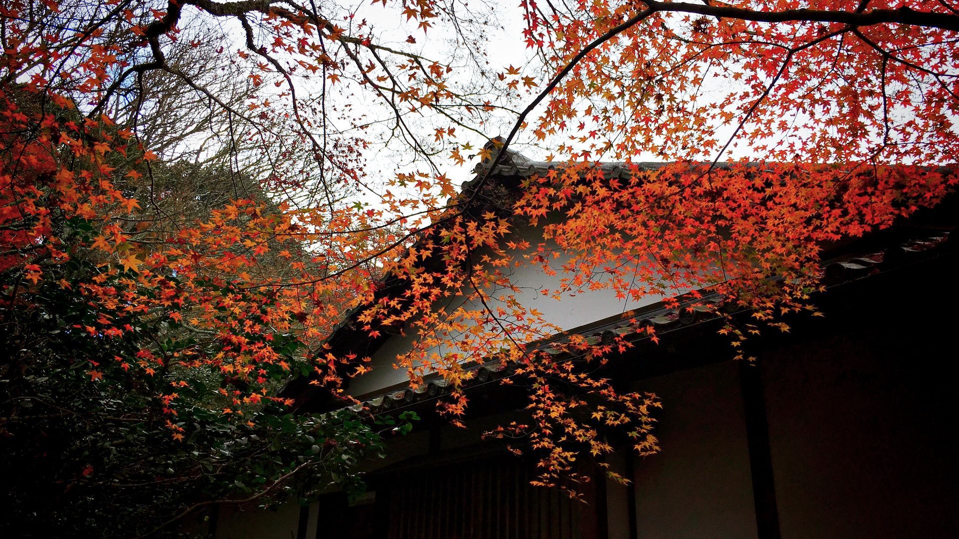 霊鑑寺の紅葉０２