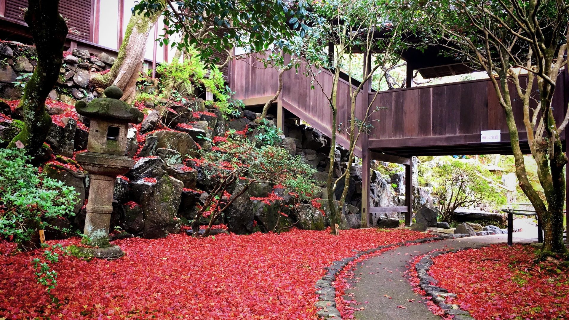 霊鑑寺の紅葉０４