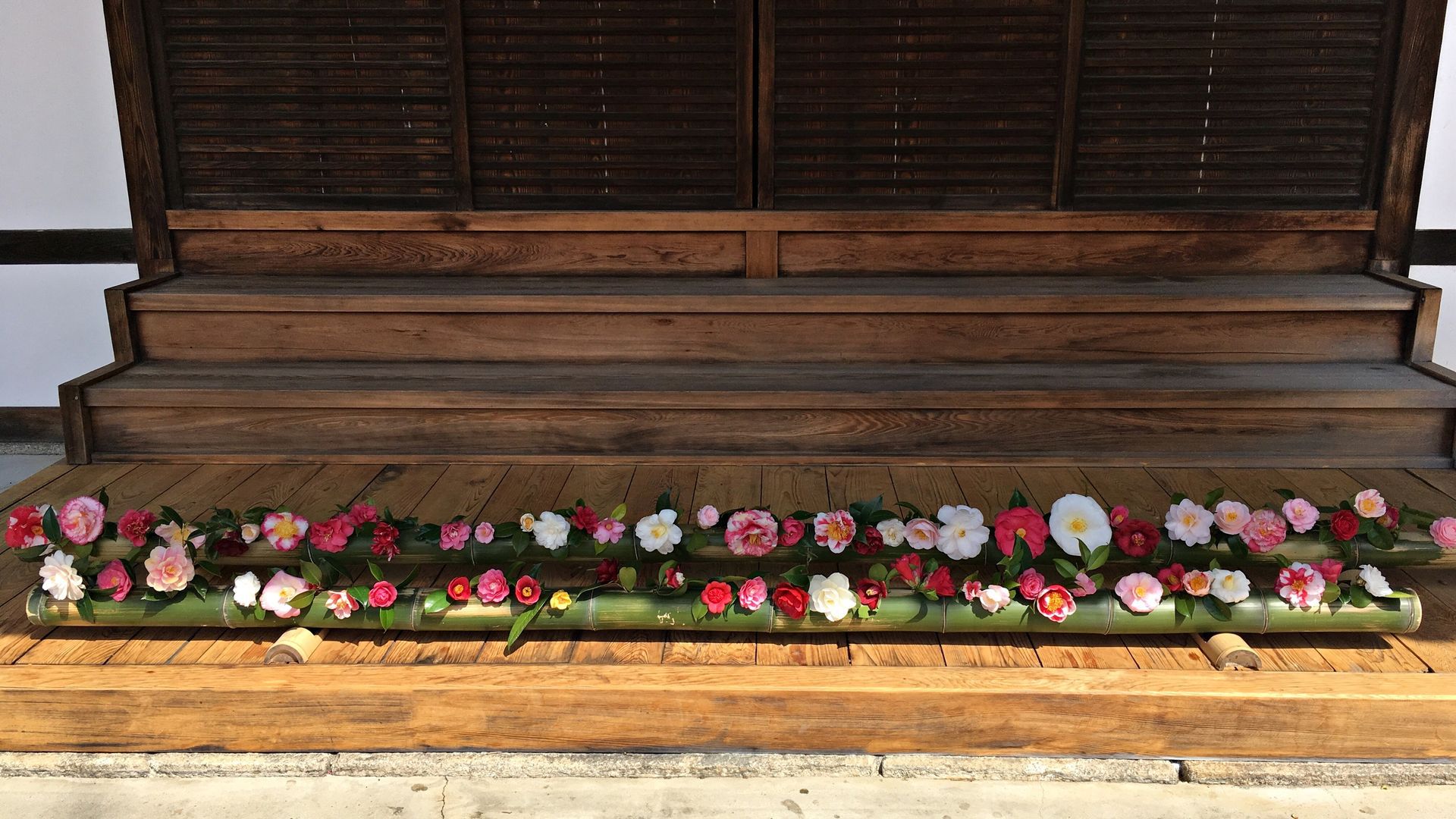 霊鑑寺の椿０３