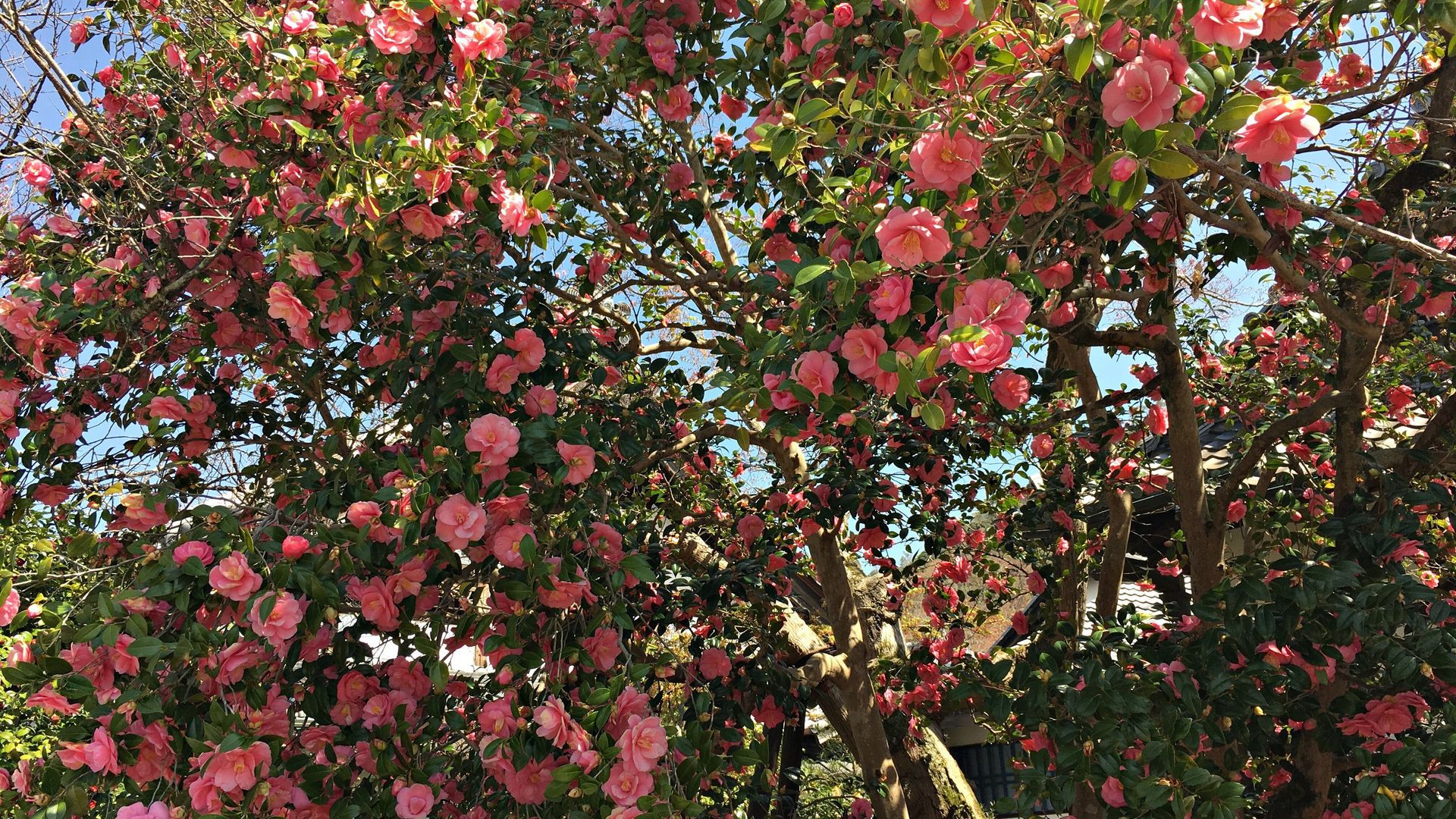 霊鑑寺の椿０１