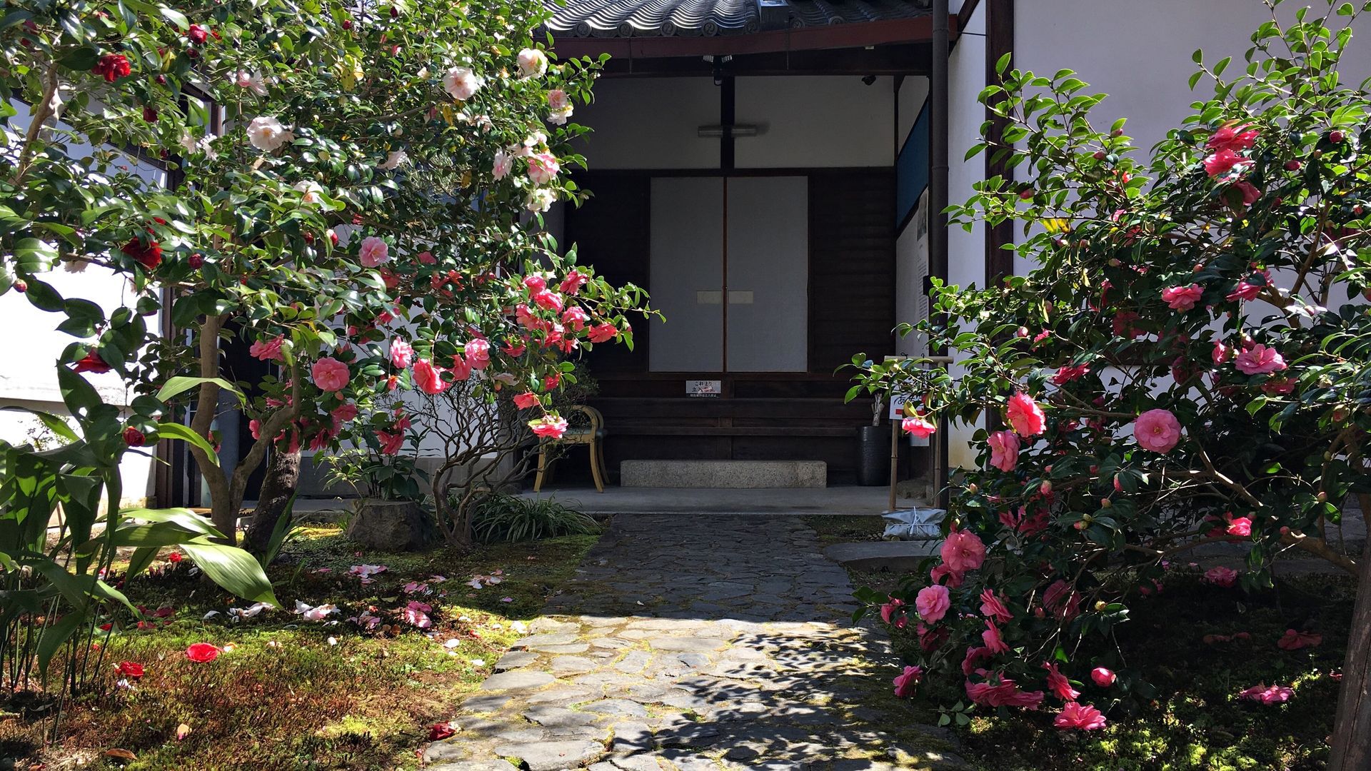 霊鑑寺の椿０２
