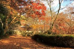 shojiji-cr-08_s