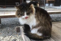 umenomiyataisha-cat-01