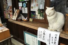 umenomiyataisha-cat-03
