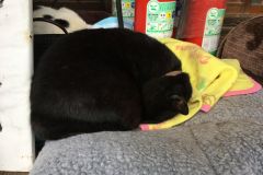 umenomiyataisha-cat-05
