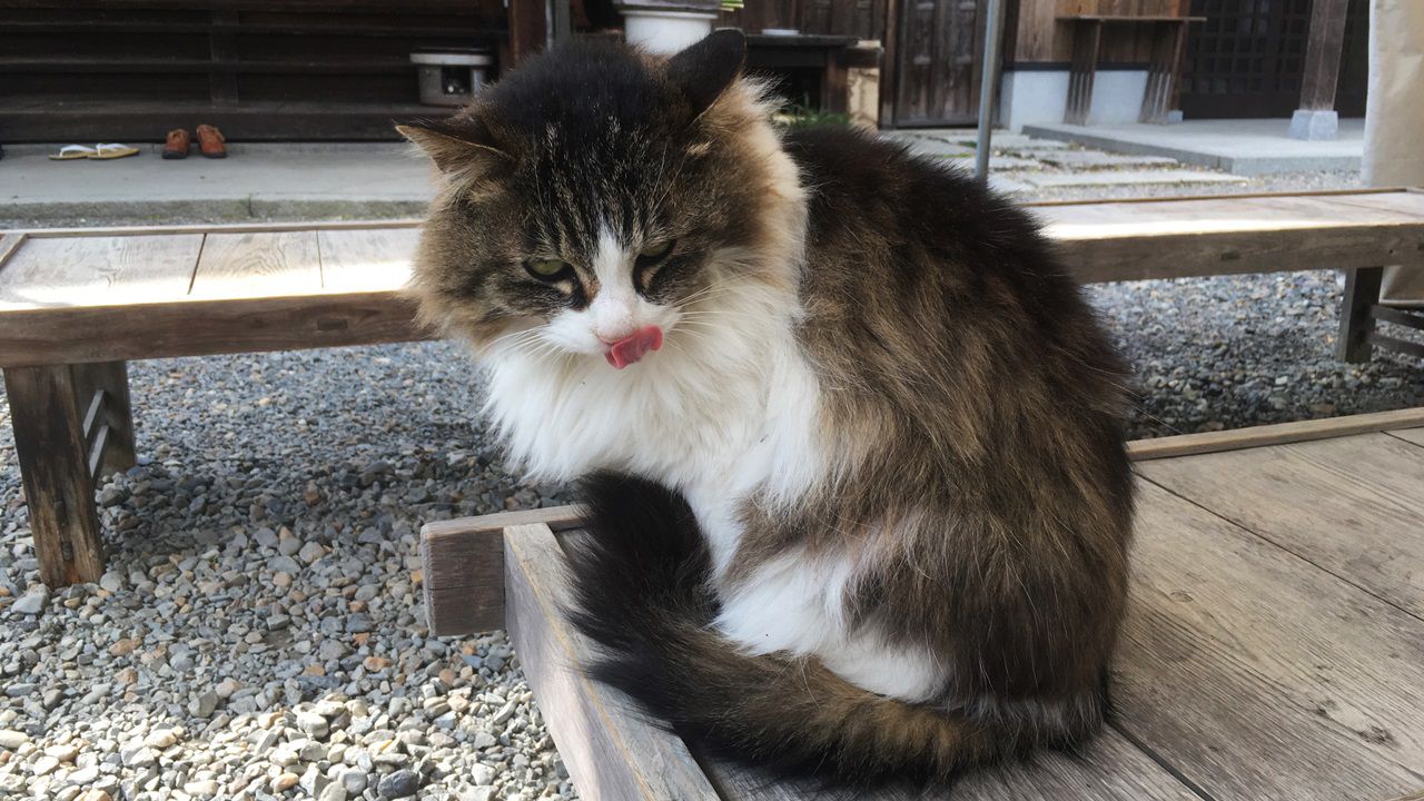 umenomiyataisha-cat-01