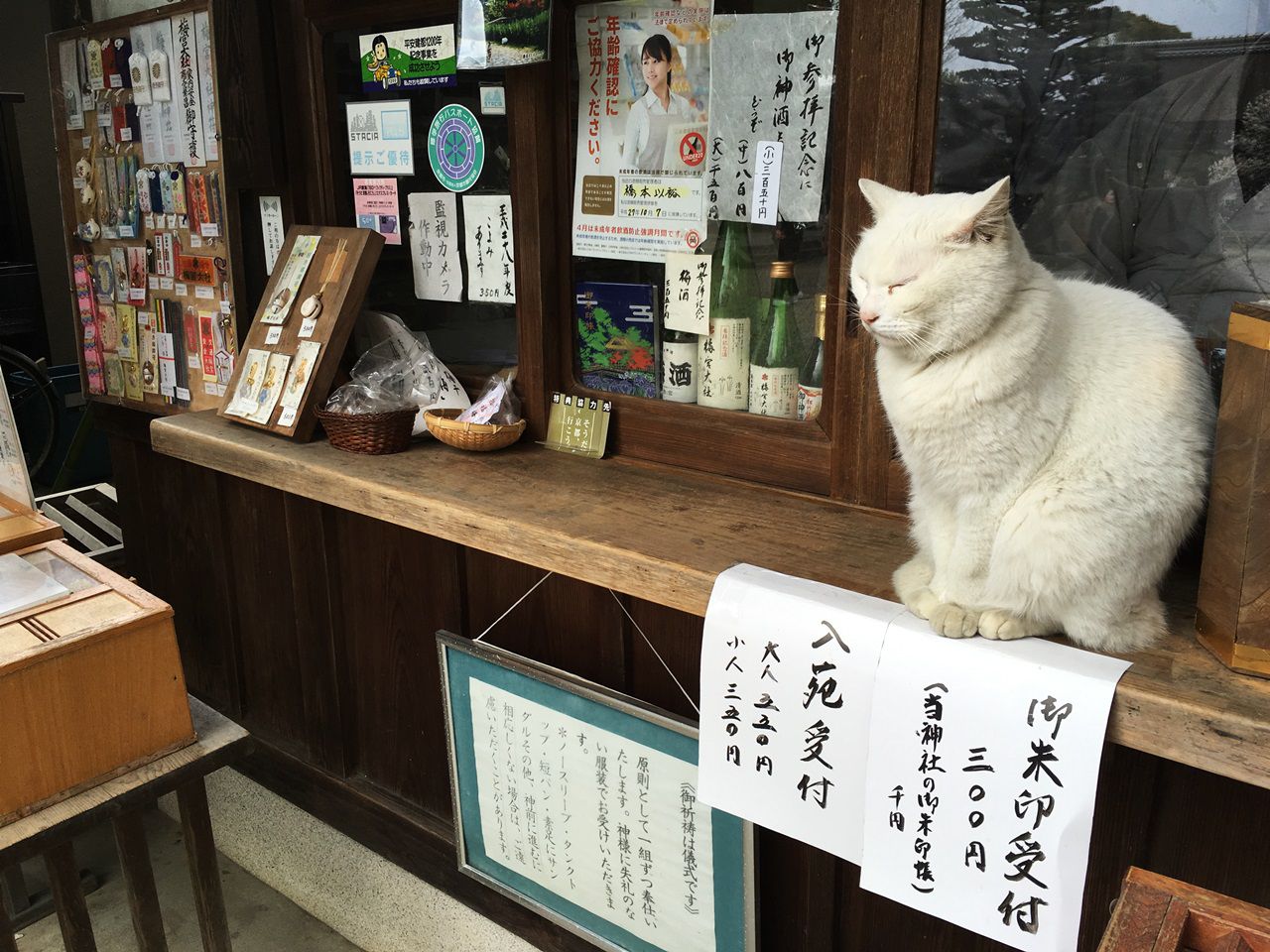 umenomiyataisha-cat-03