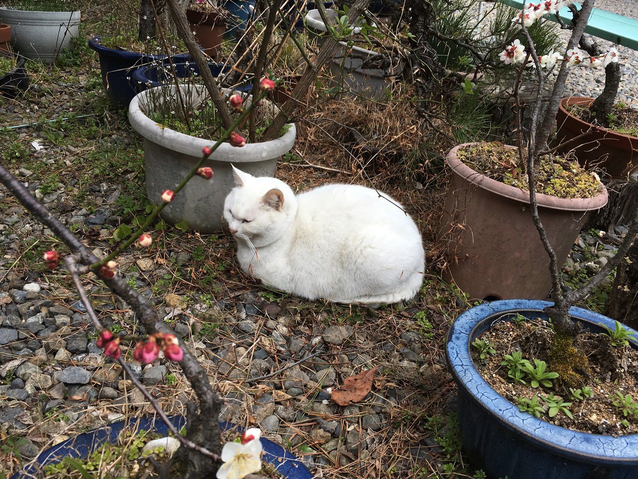 umenomiyataisha-cat-04