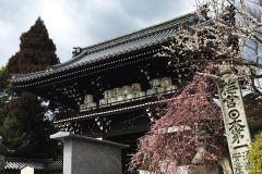 umenomiyataisha-plum-01