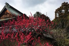 umenomiyataisha-plum-02