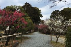 umenomiyataisha-plum-03