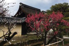umenomiyataisha-plum-04