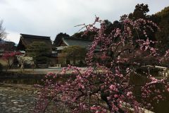 umenomiyataisha-plum-05