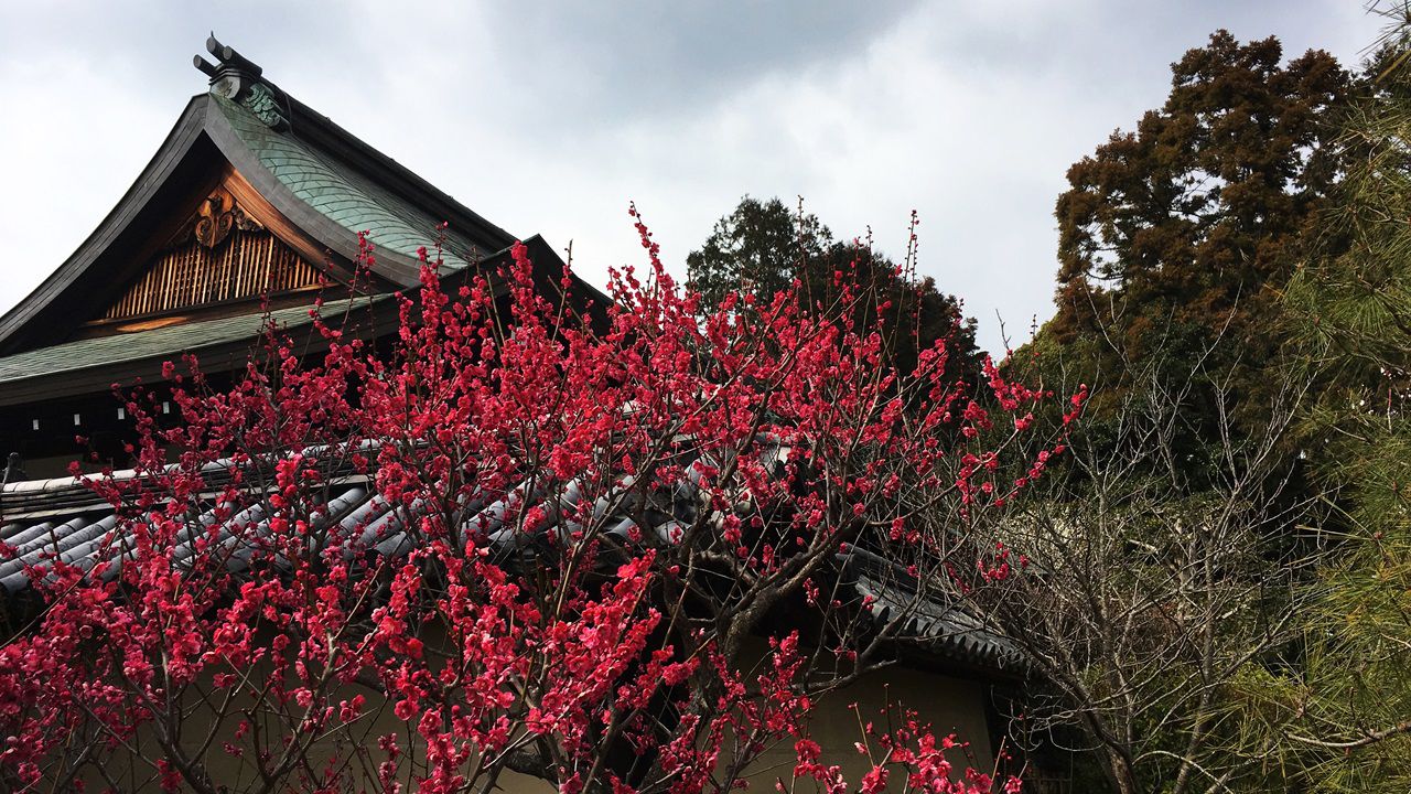 umenomiyataisha-plum-02