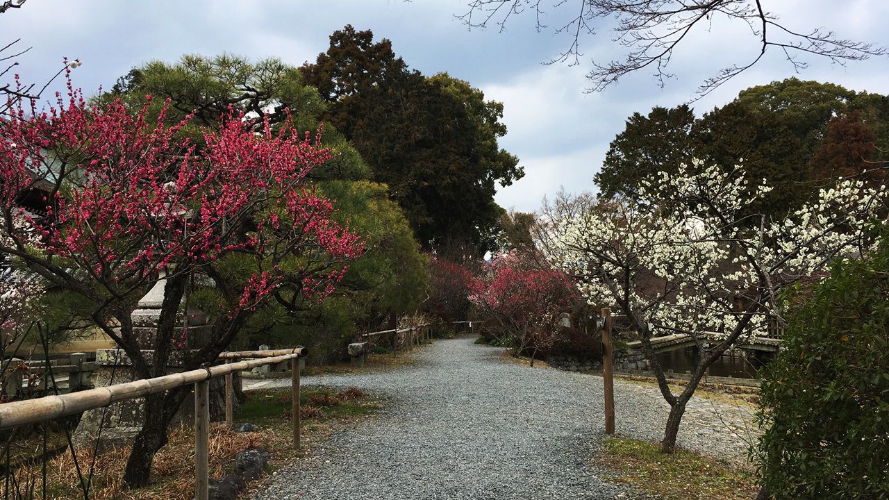 umenomiyataisha-plum-03