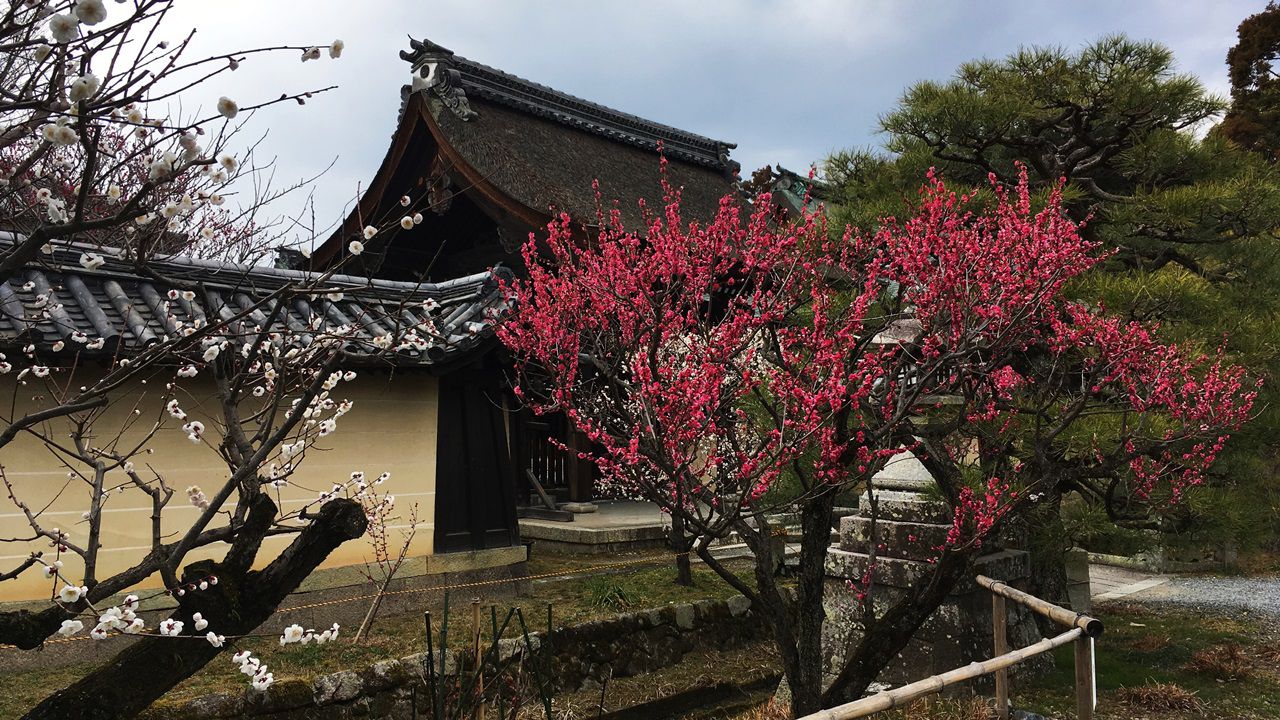 umenomiyataisha-plum-04