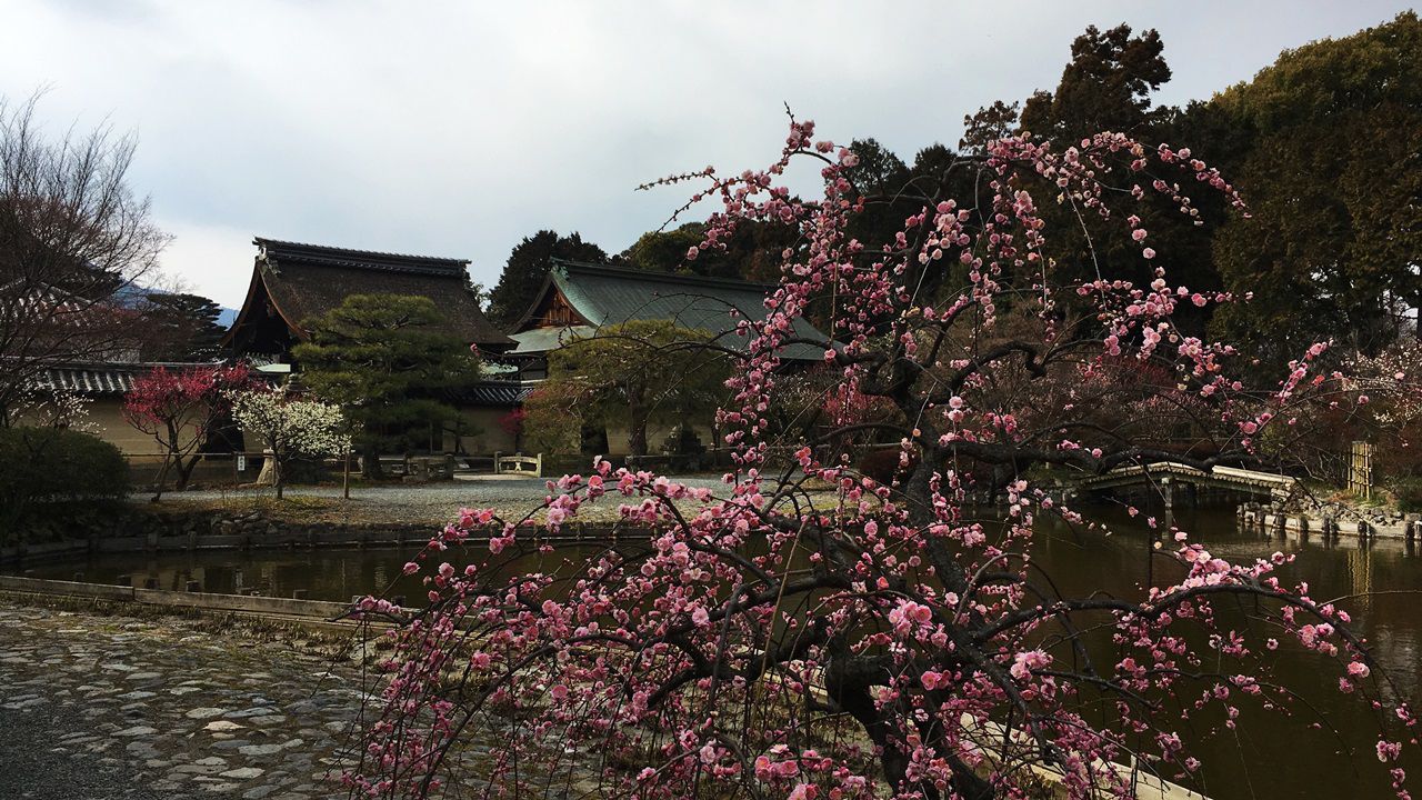 umenomiyataisha-plum-05
