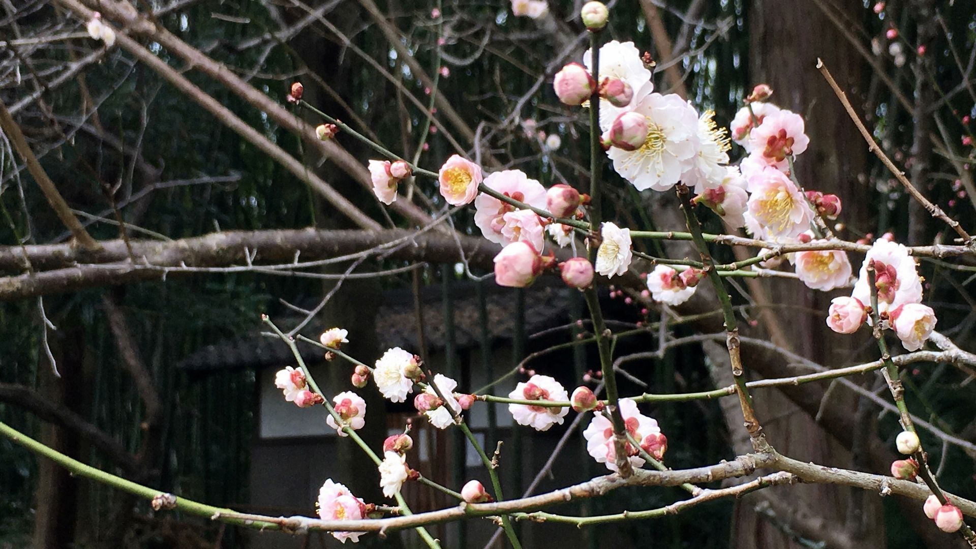 zuishinin-flower-01